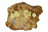 Yellow-Green Austinite Crystal Formation - Durango, Mexico #154709-1